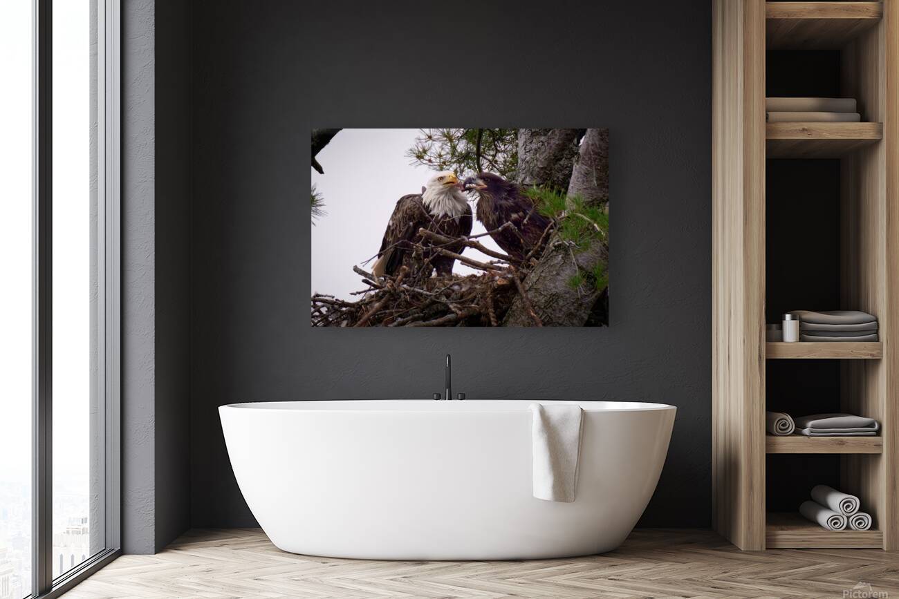 Bird Photography  Reproduction
