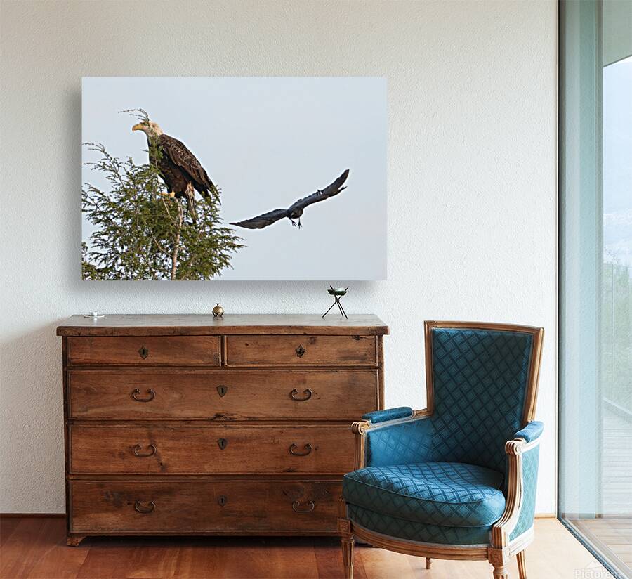 Bird Photography  Reproduction