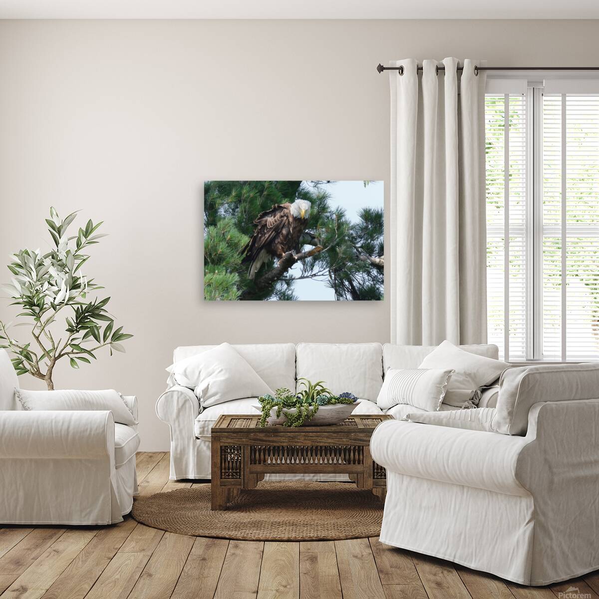 Bird Photography  Reproduction