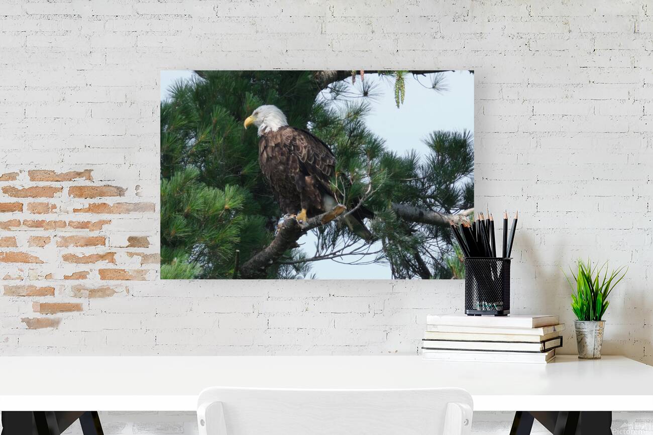 Bird Photography  Reproduction