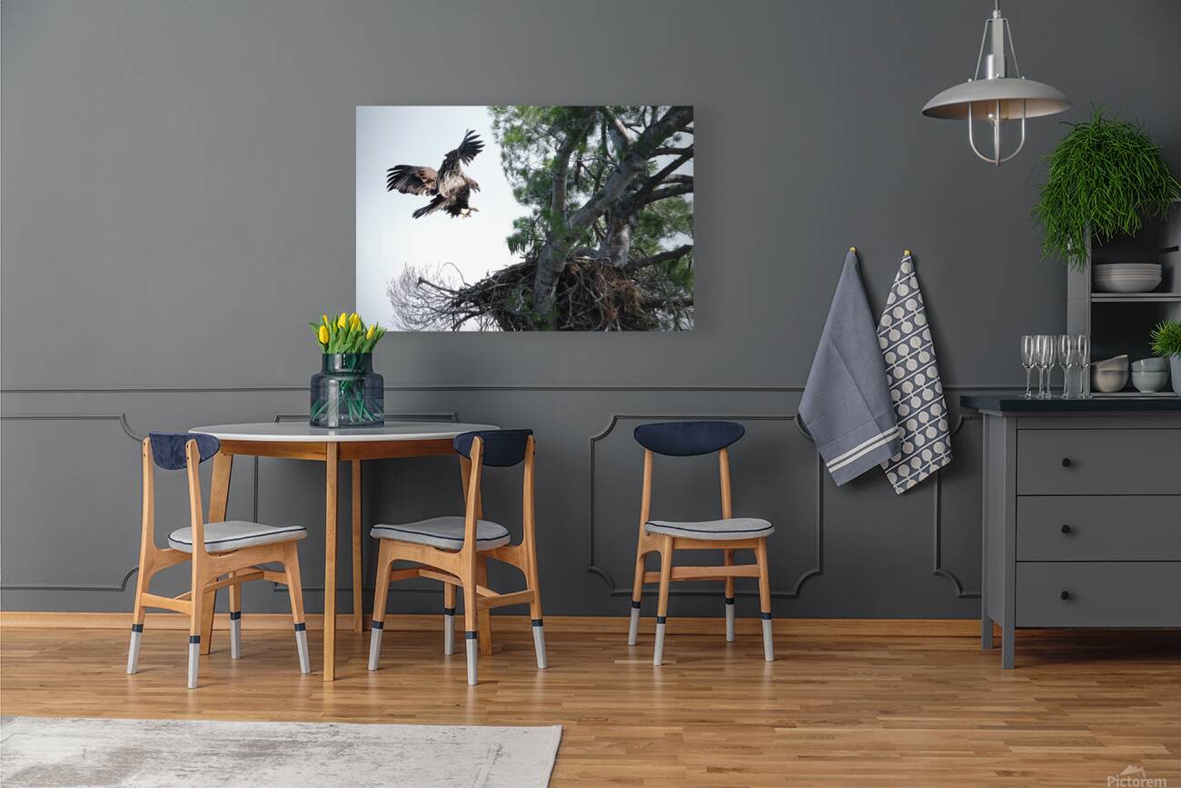 Bird Photography  Reproduction