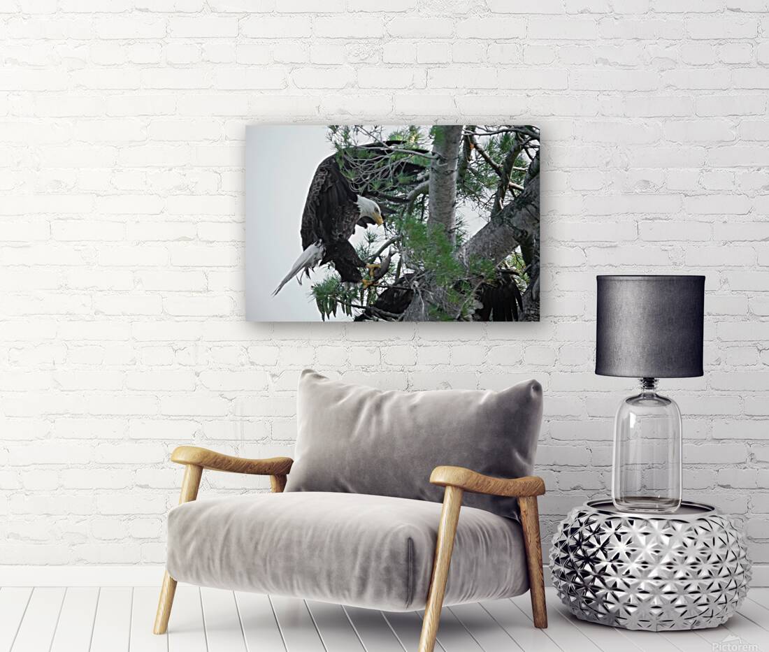 Bird Photography  Reproduction