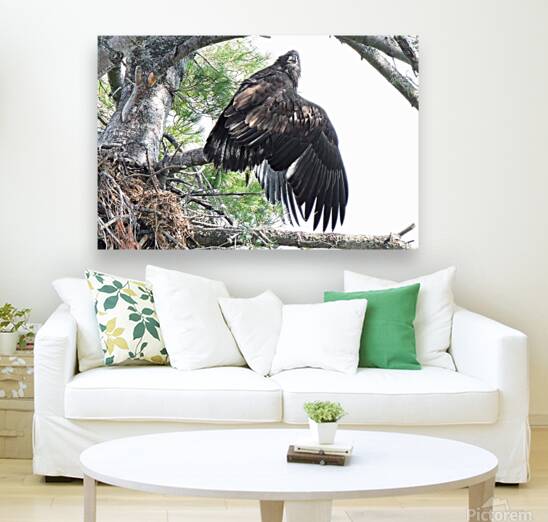 Bird Photography  Reproduction