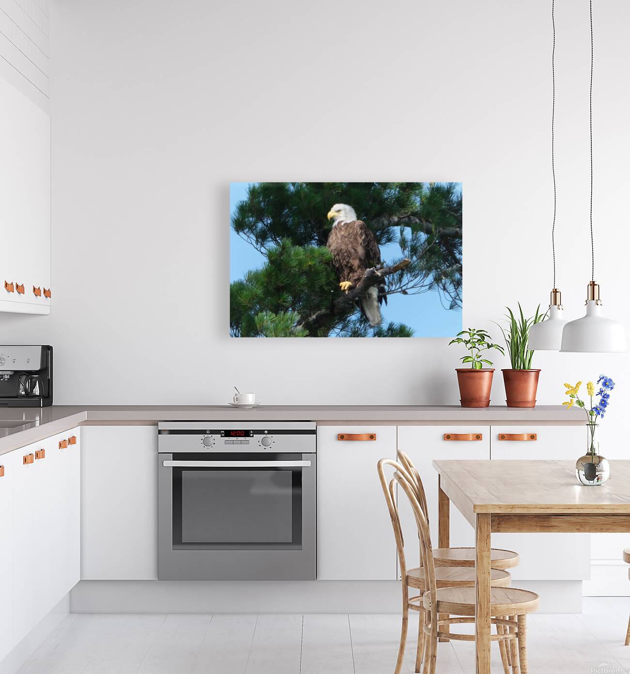 Bird Photography  Reproduction