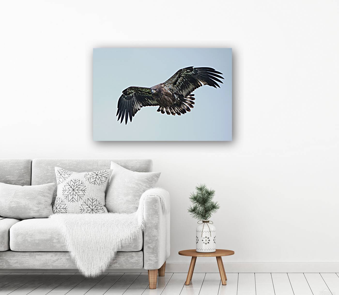 Bird Photography  Reproduction
