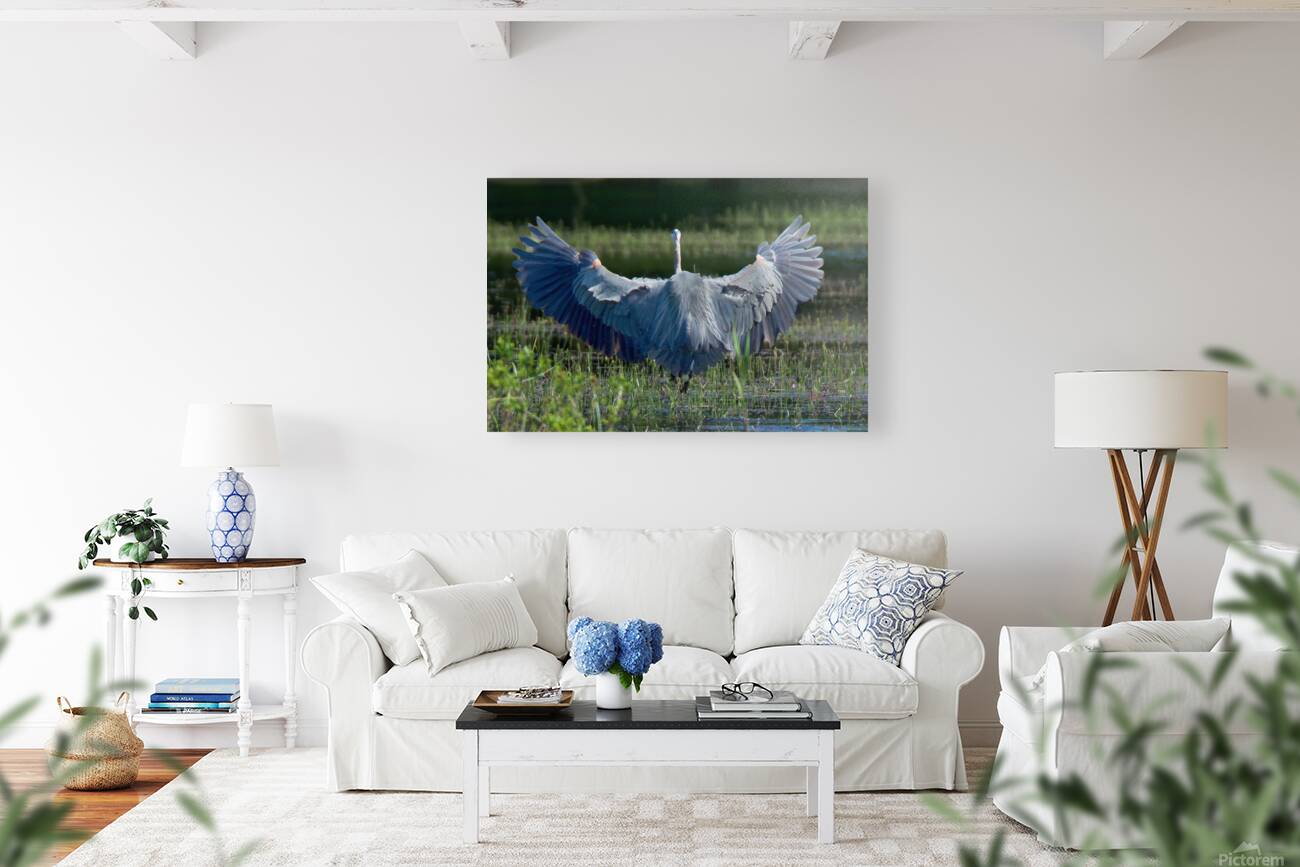 Bird Photography  Reproduction