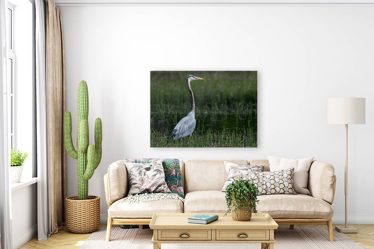 Bird Photography  Reproduction
