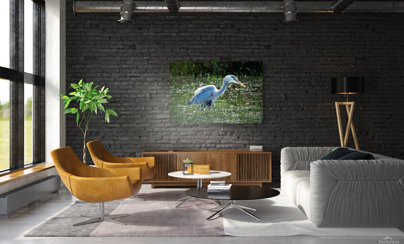Bird Photography  Reproduction
