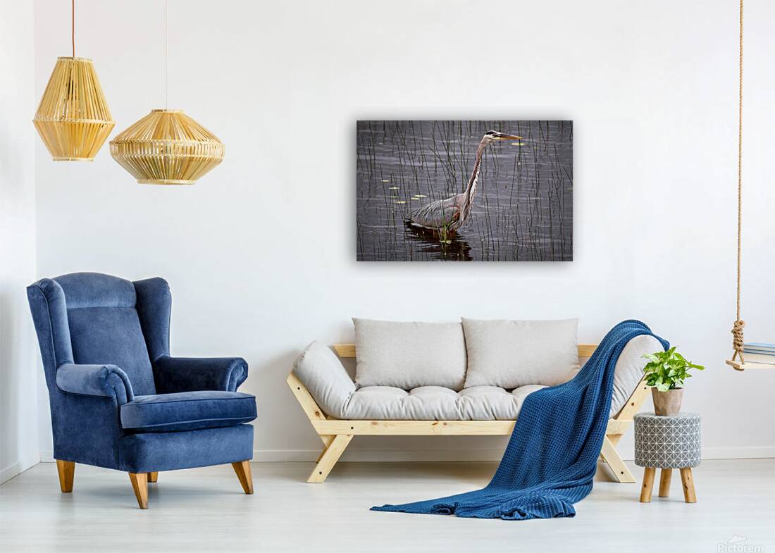 Bird Photography  Reproduction
