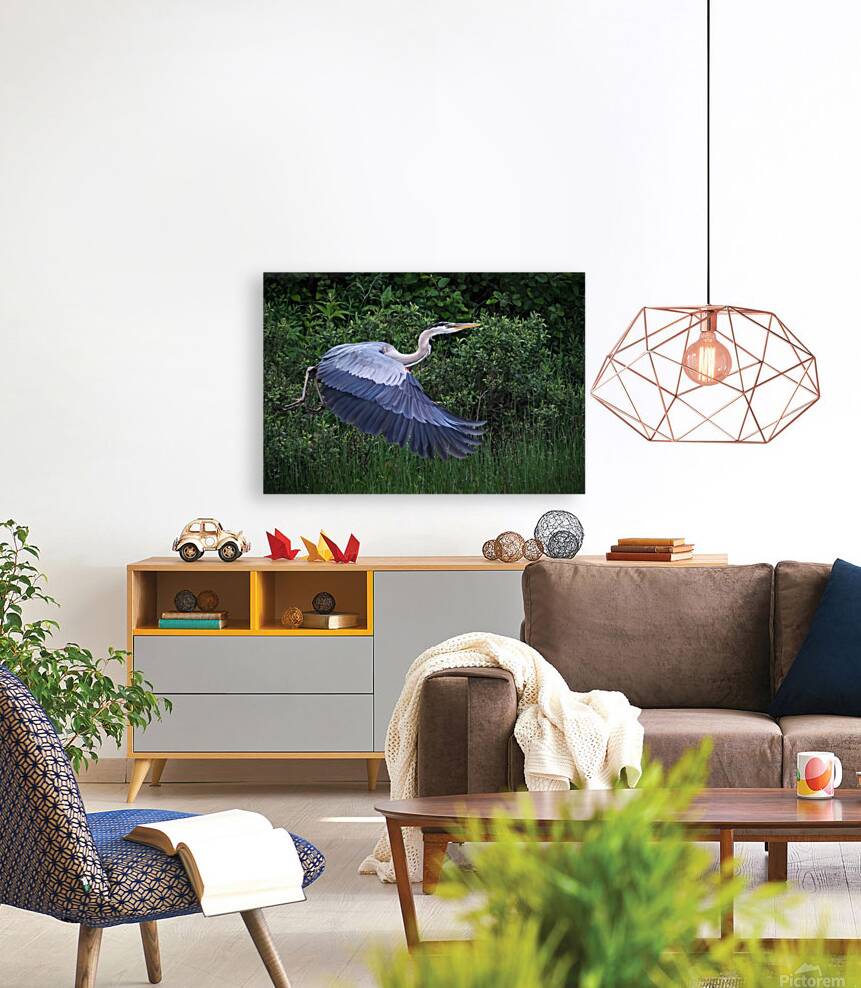 Bird Photography  Reproduction