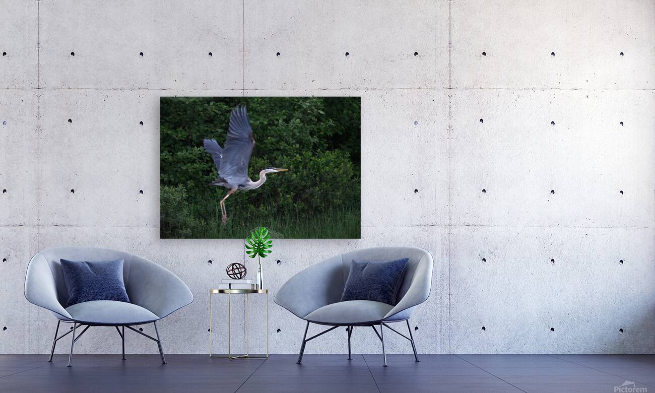 Bird Photography  Reproduction