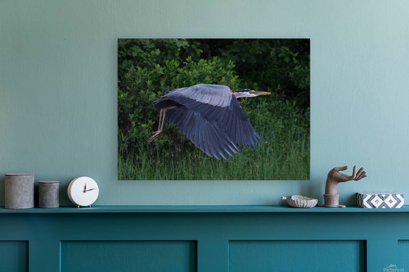 Bird Photography  Reproduction