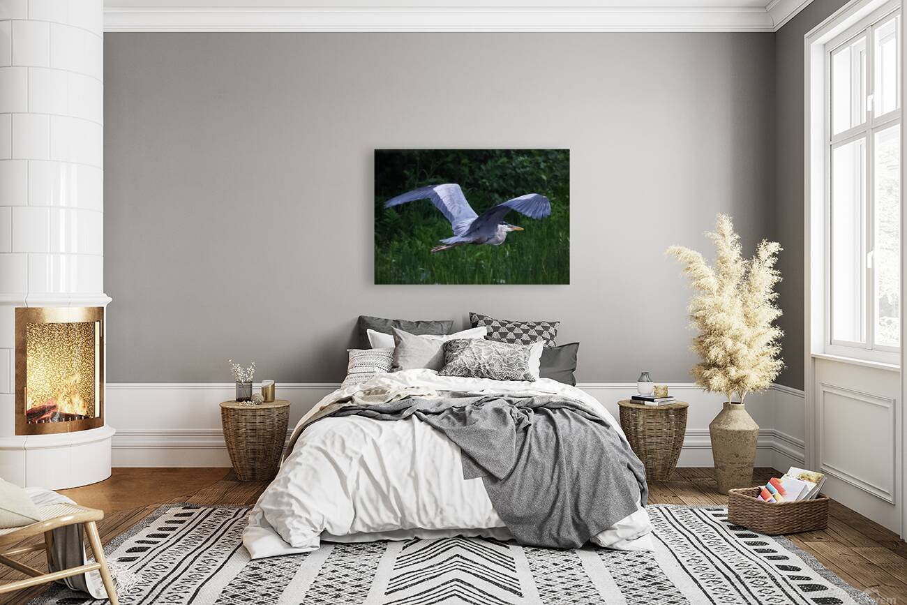Bird Photography    Reproduction