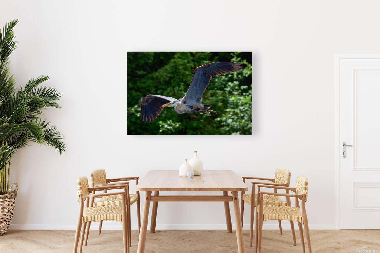 Bird Photography    Reproduction