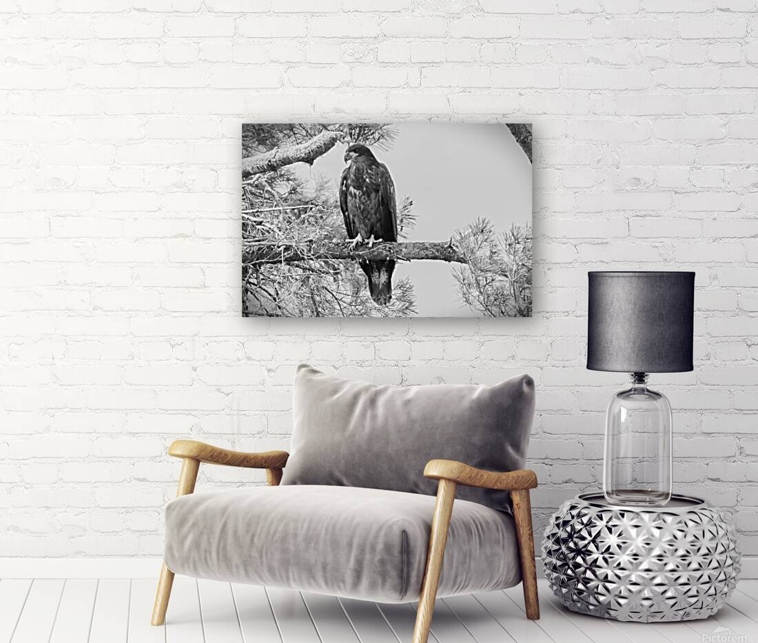 Bird Photography    Reproduction