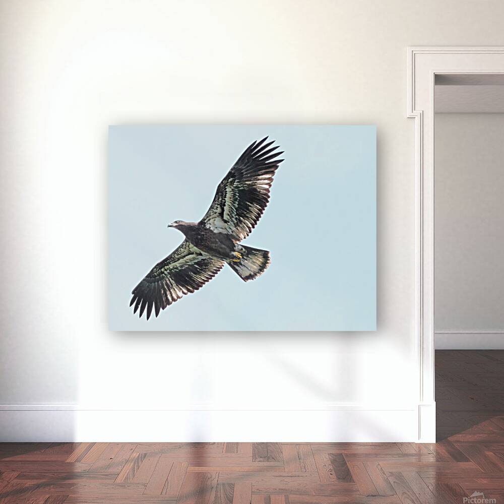 Bird Photography    Reproduction