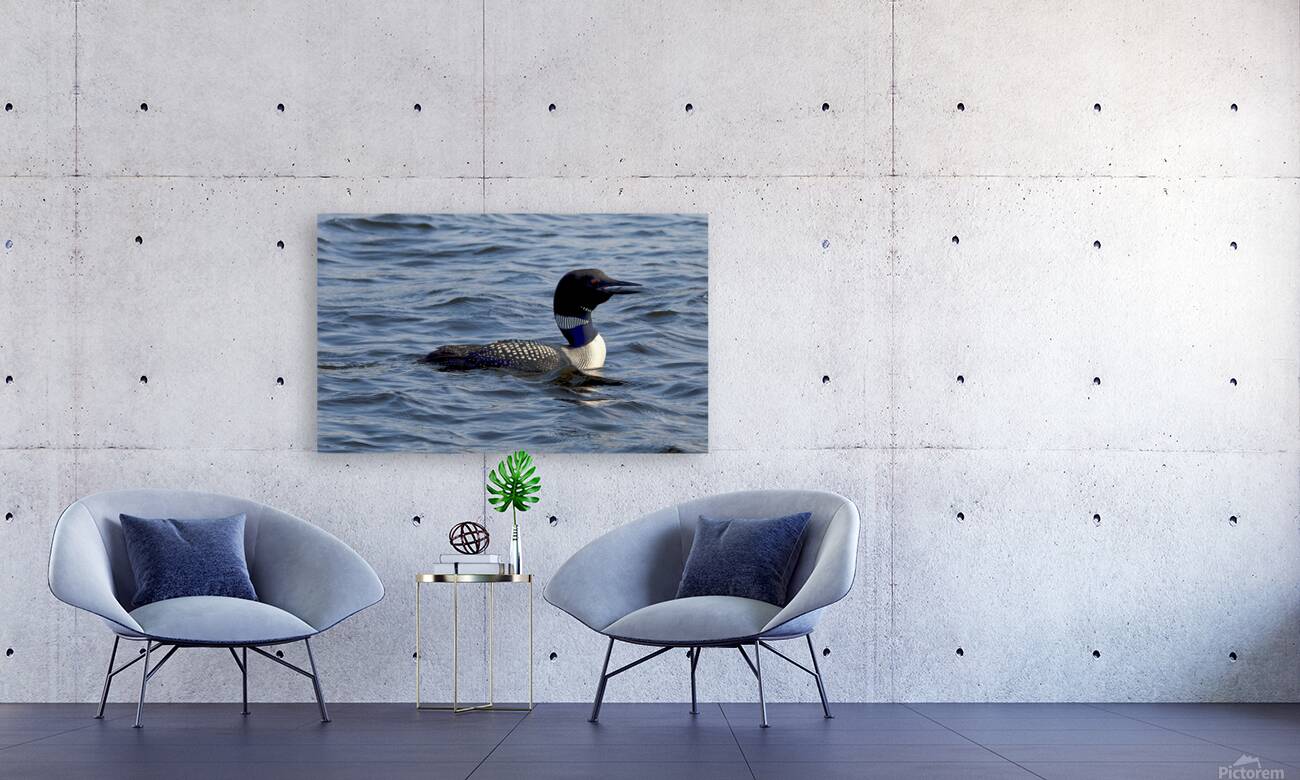 Bird Photography    Reproduction