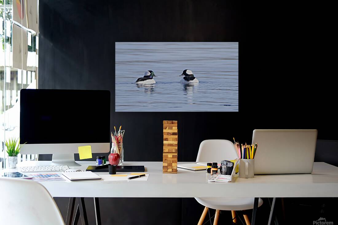 Bird Photography    Reproduction