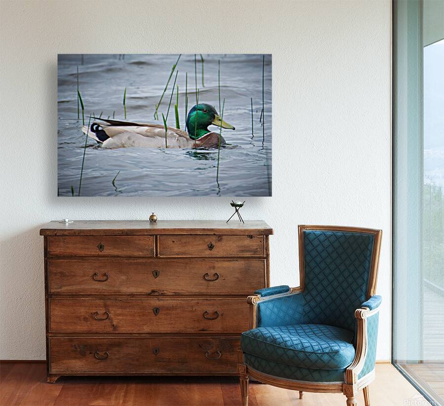 Bird Photography    Reproduction