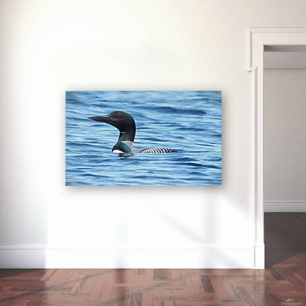 Bird Photography    Reproduction