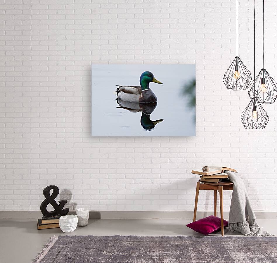 Bird Photography    Reproduction