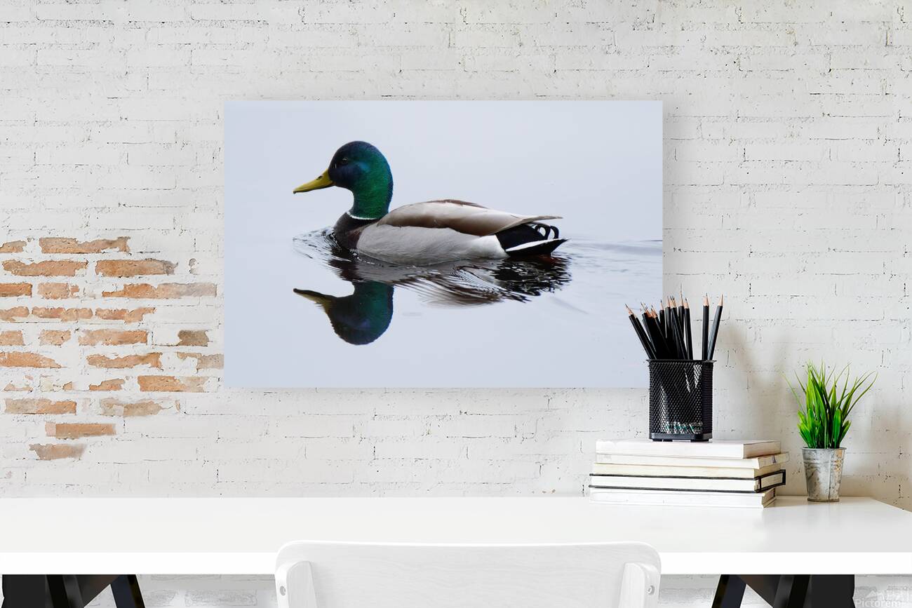 Bird Photography    Reproduction