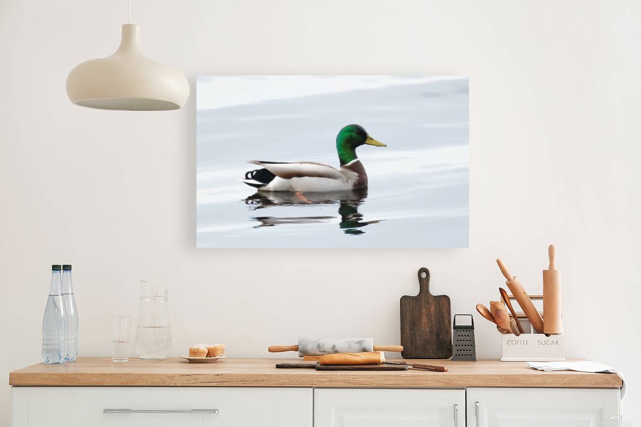 Bird Photography    Reproduction