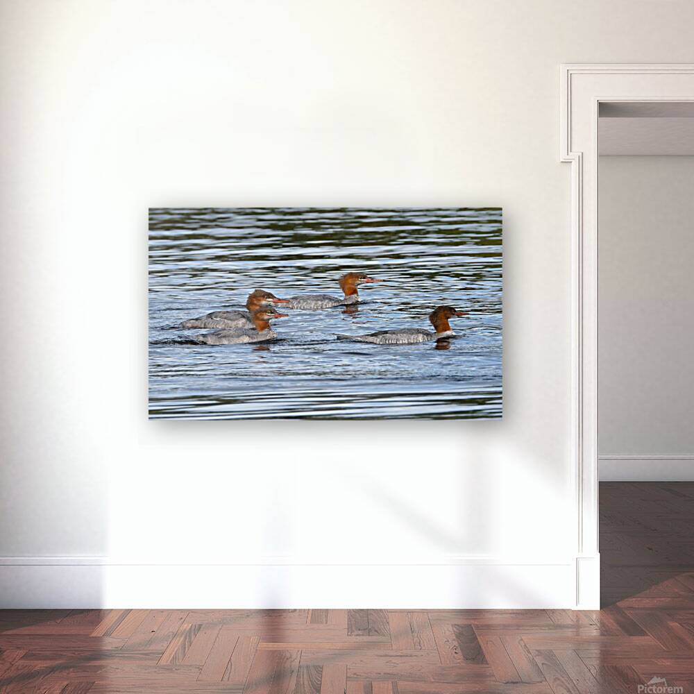 Bird Photography    Reproduction