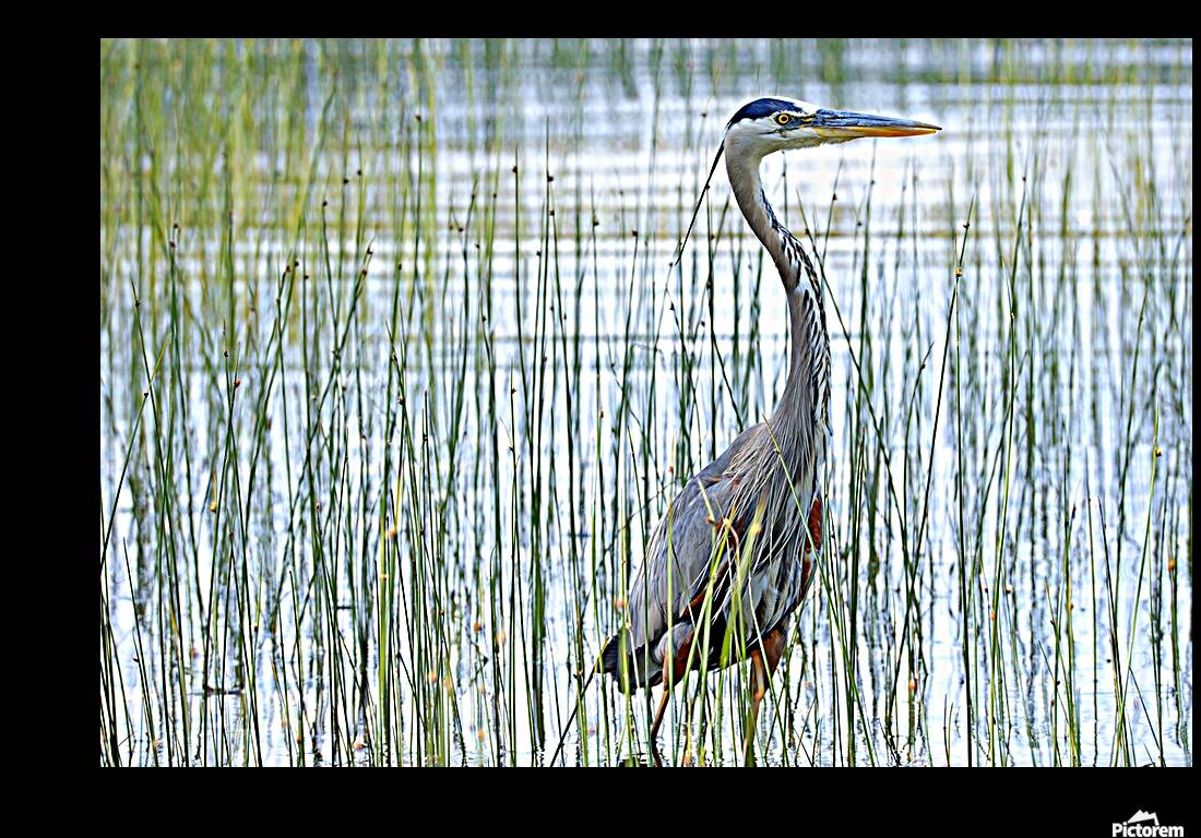 Bird Photography    Reproduction