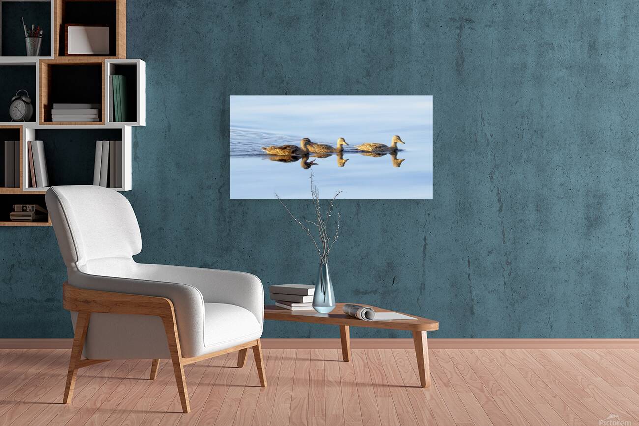 Bird Photography    Reproduction