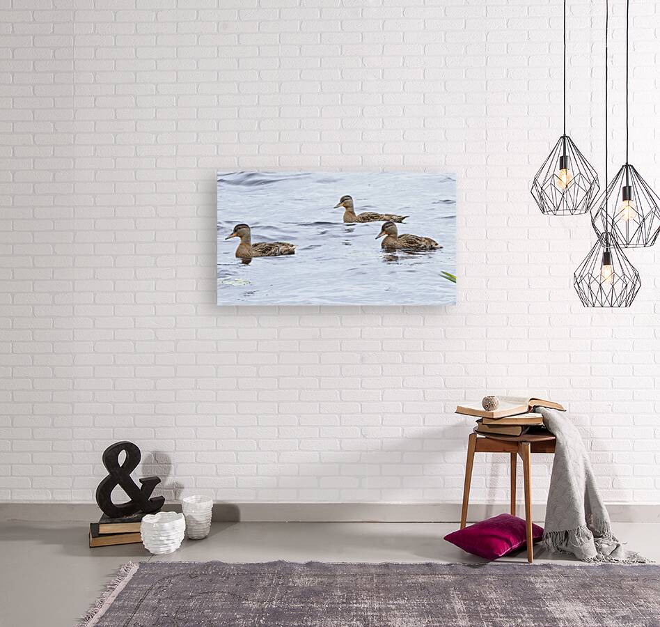 Bird Photography    Reproduction