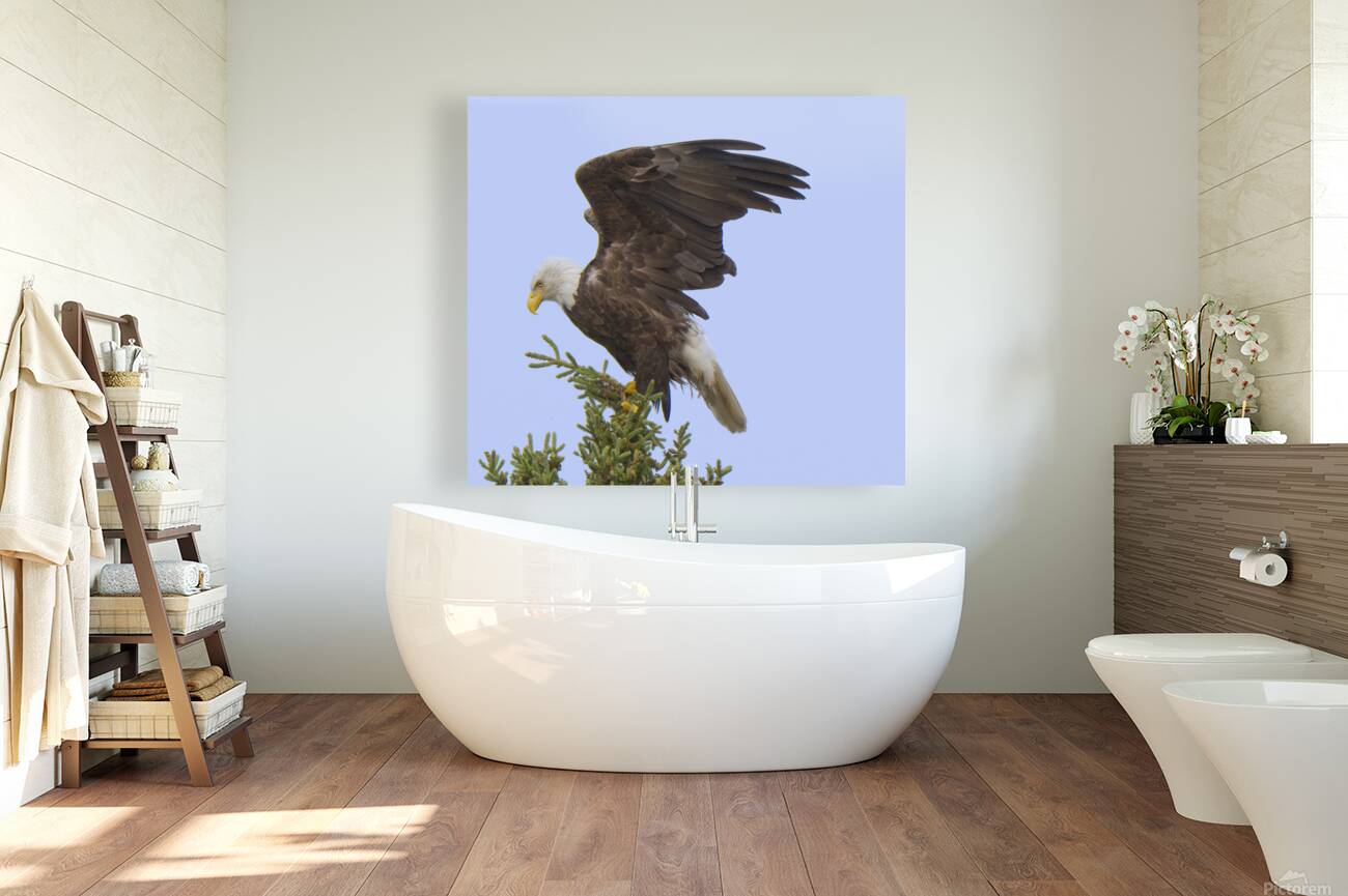 Bird Photography    Reproduction