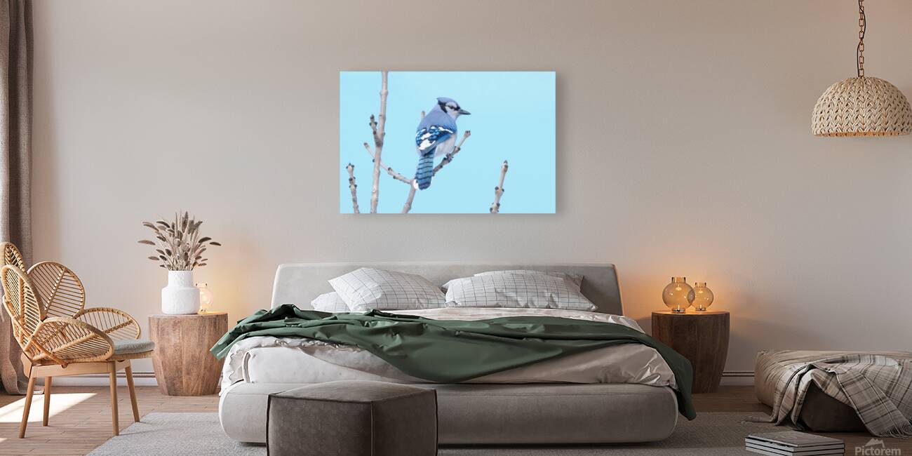 Bird Photography    Reproduction