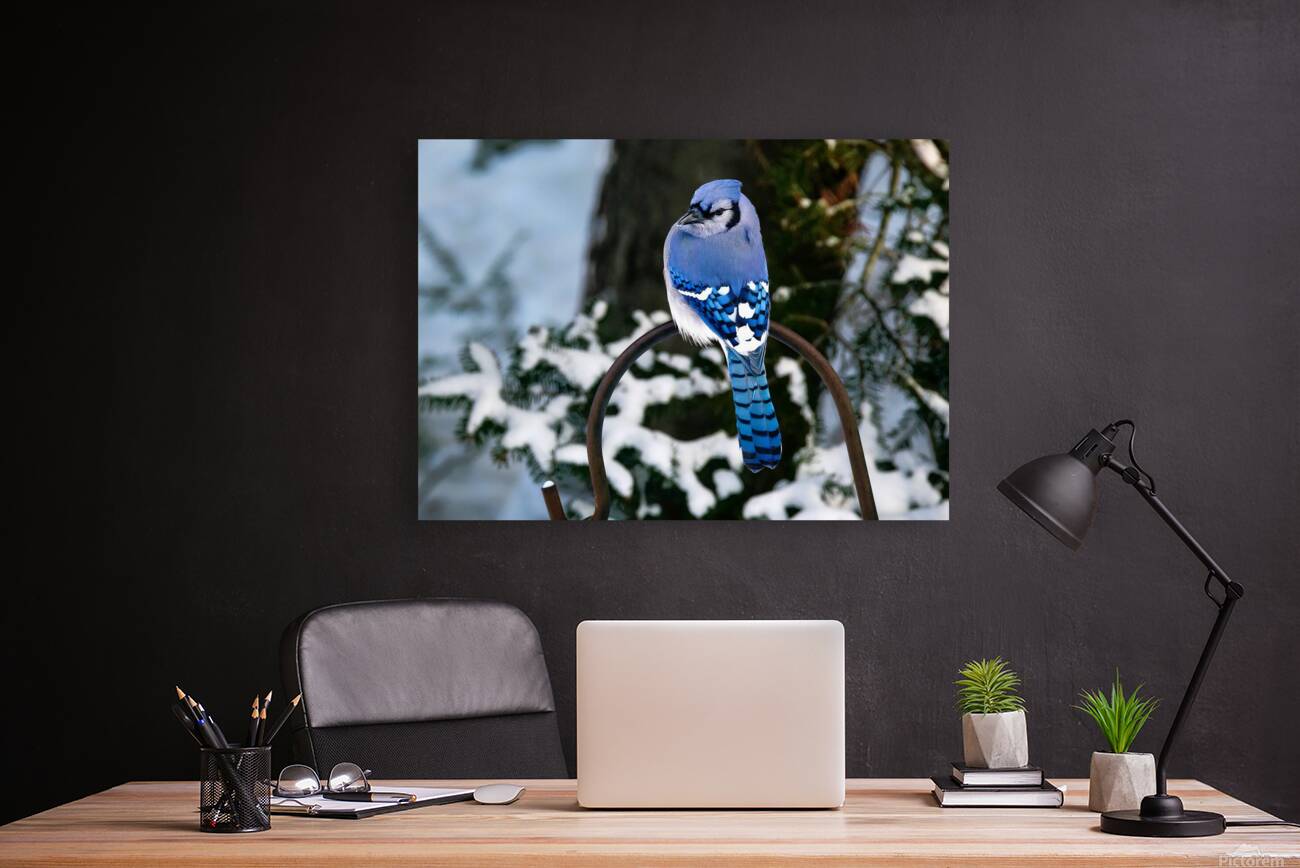 Bird Photography    Reproduction