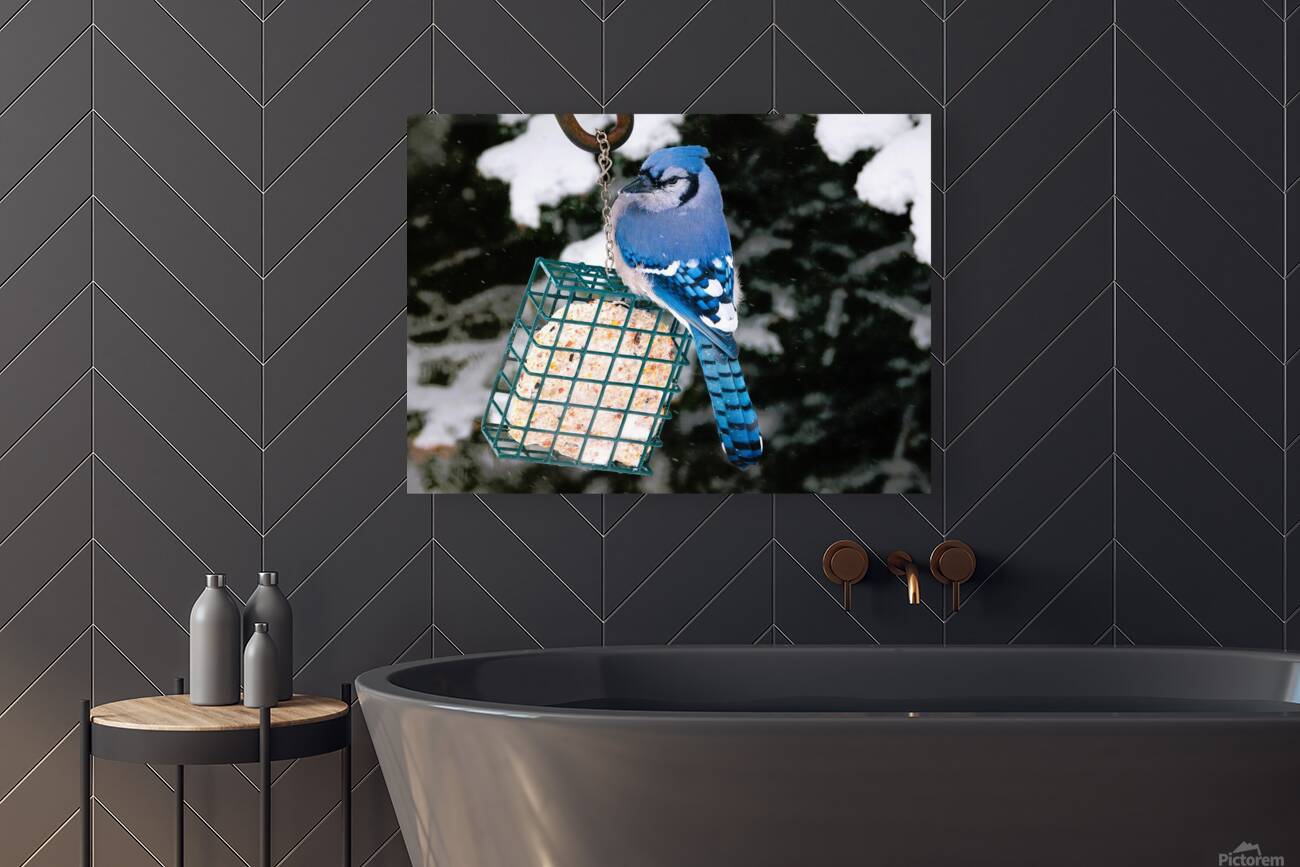 Bird Photography    Reproduction