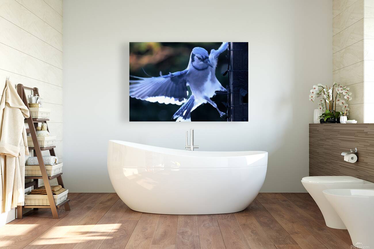 Bird Photography    Reproduction