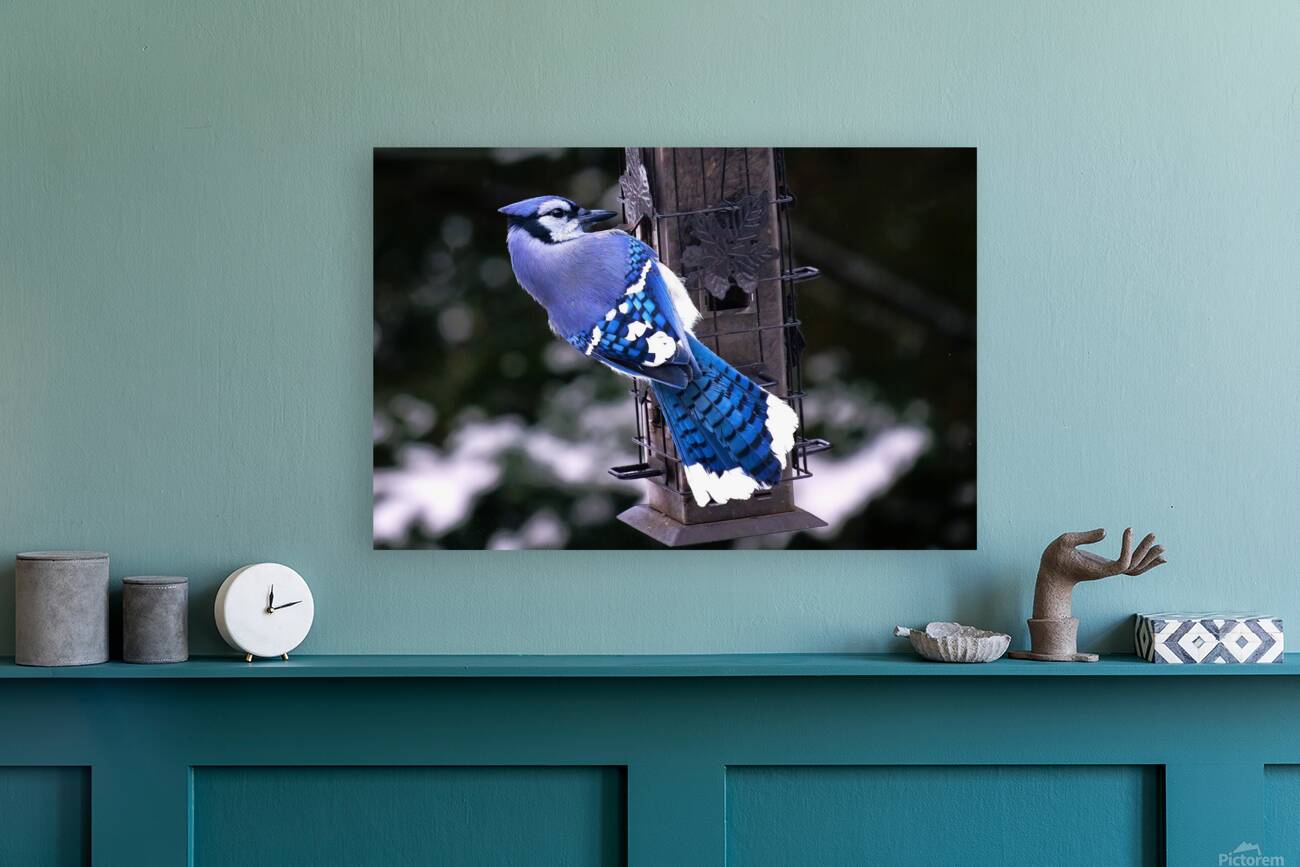Bird Photography    Reproduction