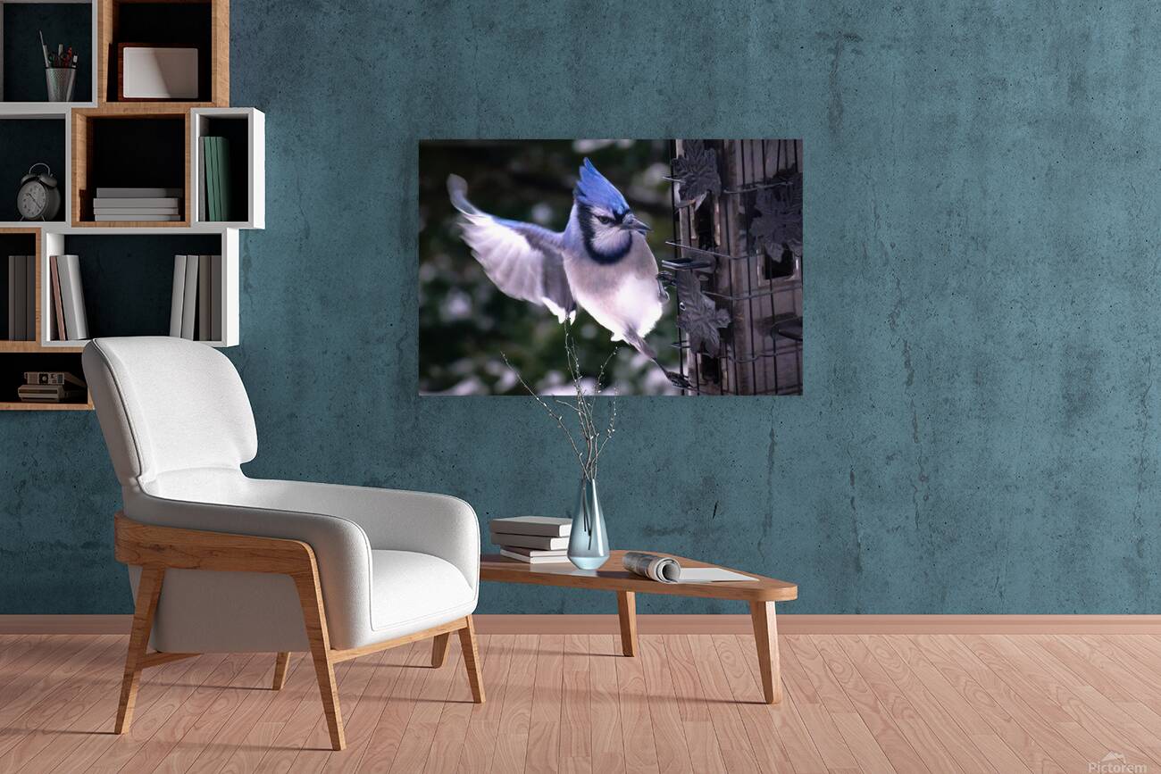Bird Photography    Reproduction