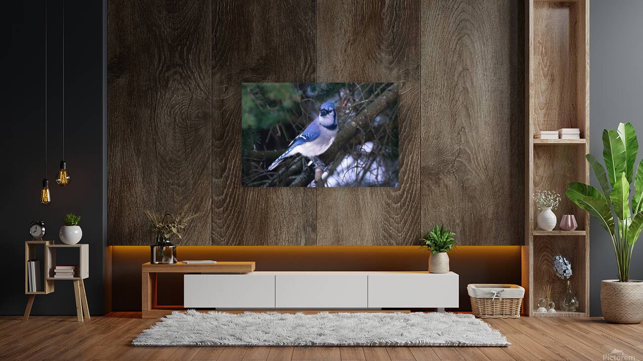 Bird Photography    Reproduction