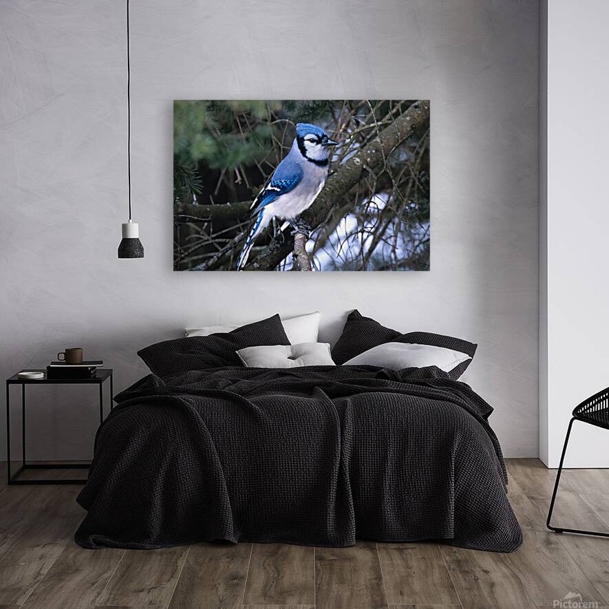 Bird Photography    Reproduction