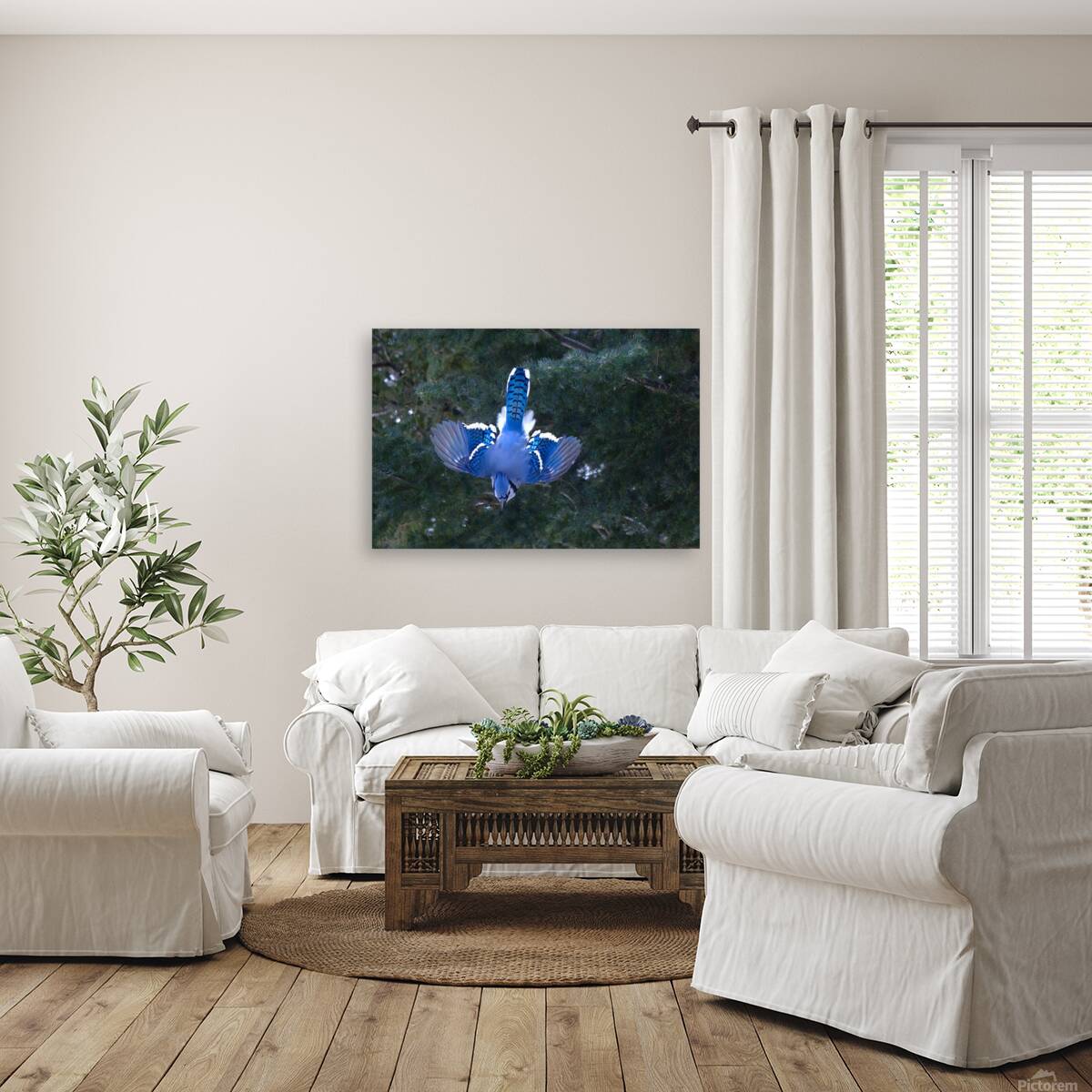 Bird Photography    Reproduction