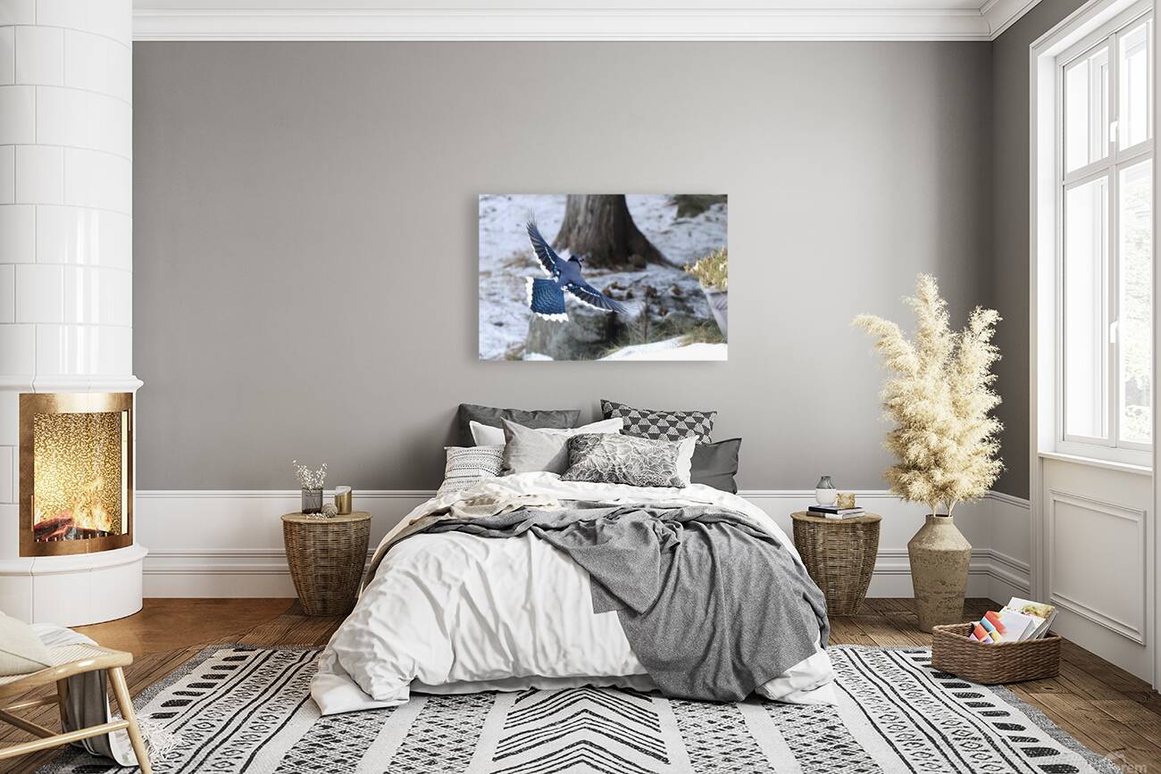 Bird Photography    Reproduction