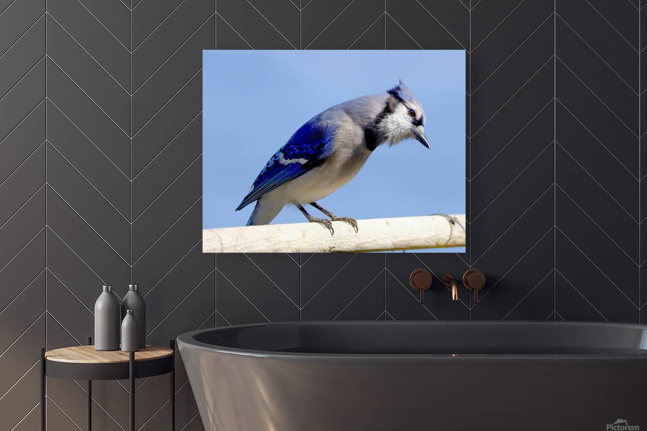 Bird Photography    Reproduction