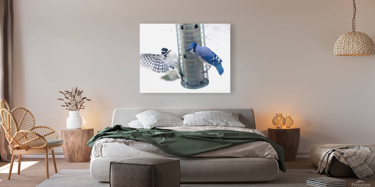 Bird Photography    Reproduction