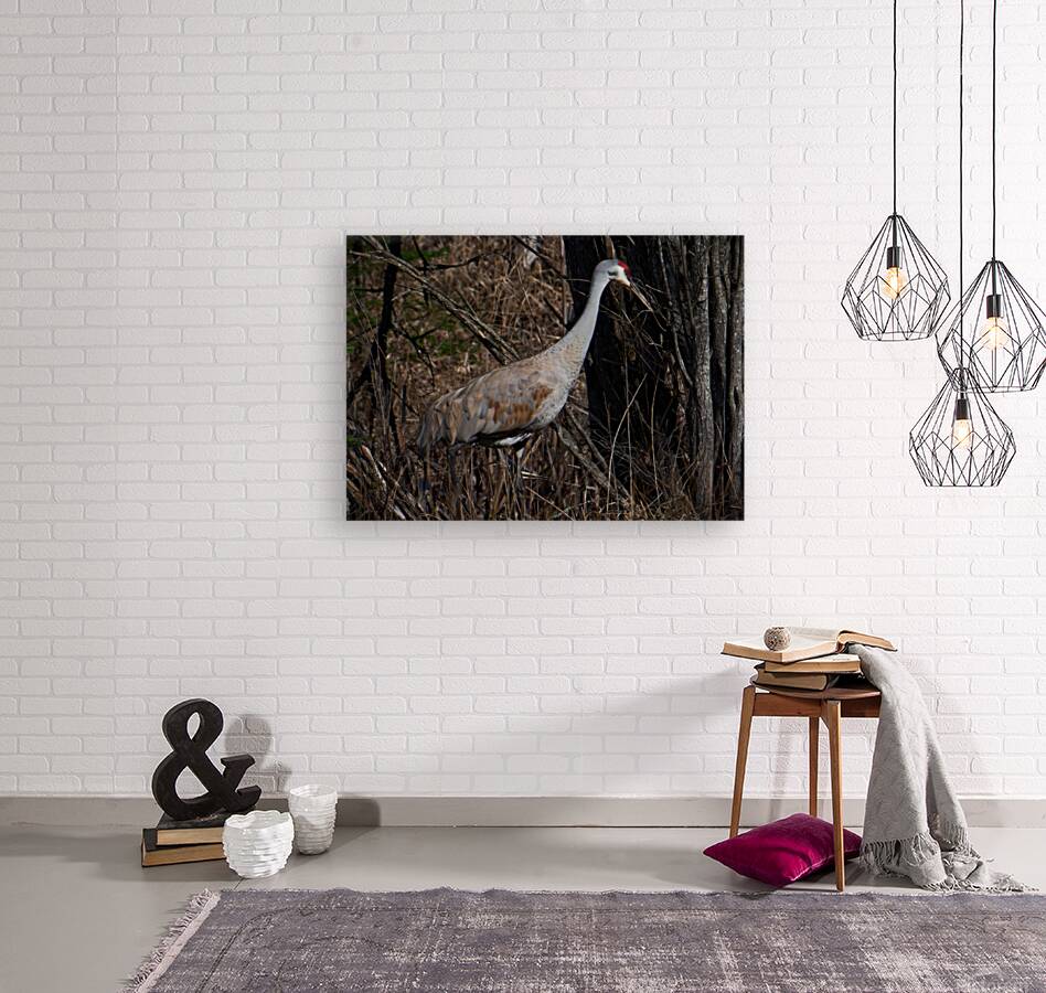 Bird Photography    Reproduction