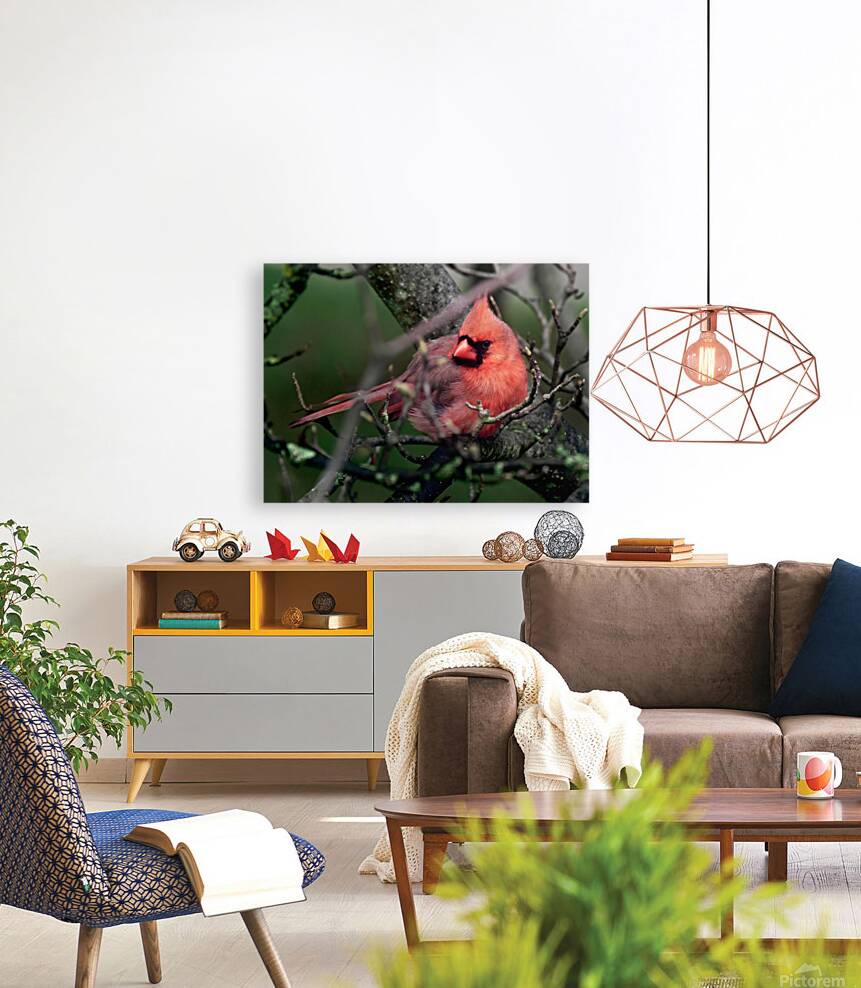 Bird Photography    Reproduction
