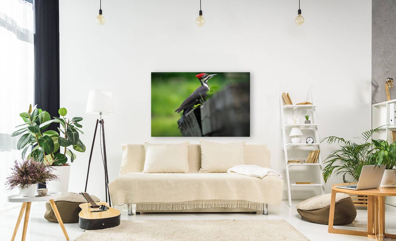 Bird Photography    Reproduction