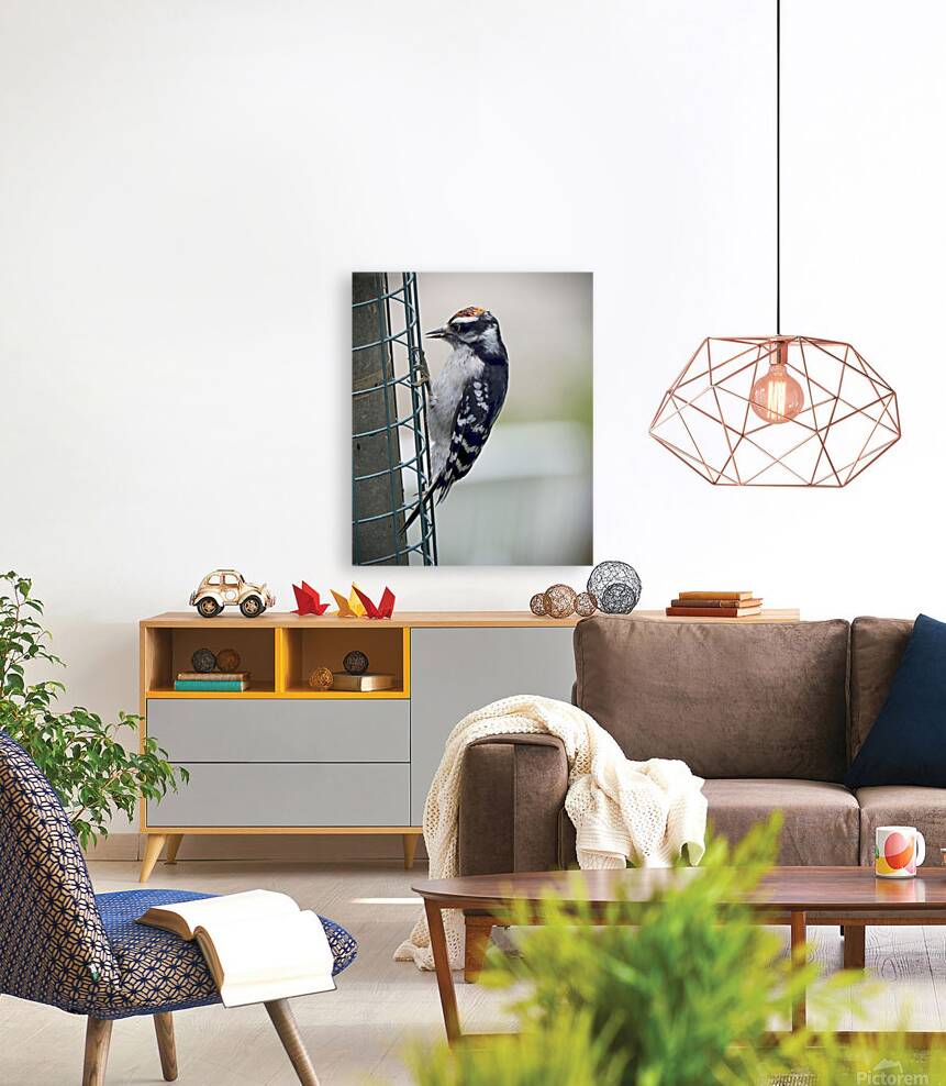 Bird Photography    Reproduction