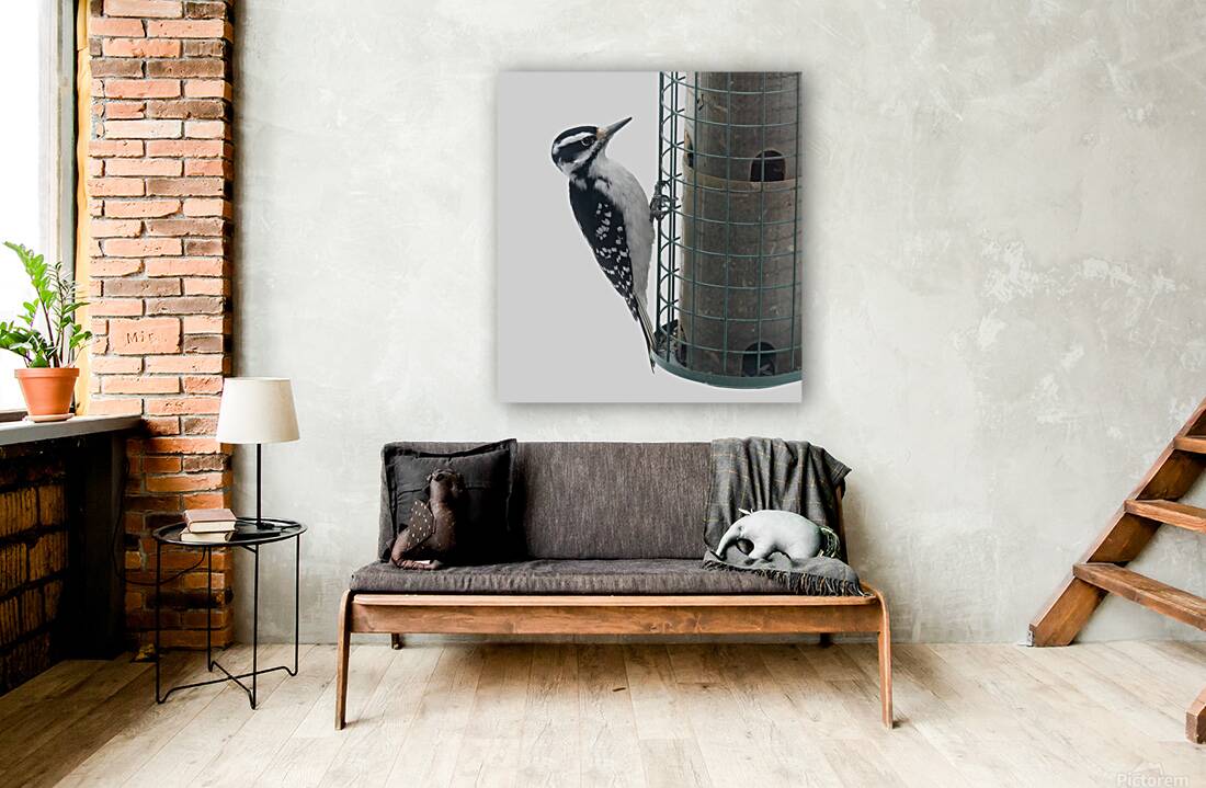 Bird Photography    Reproduction