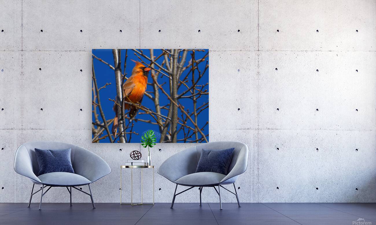 Bird Photography    Reproduction